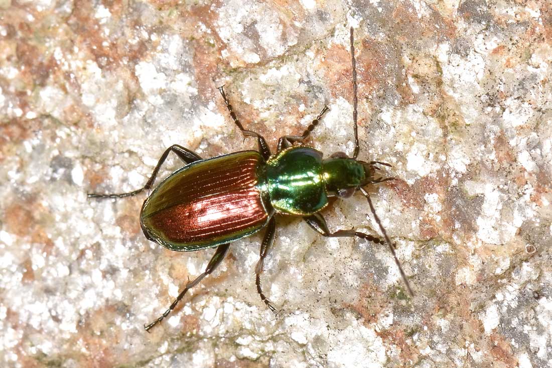 Carabidae: Agonum sexpunctatum